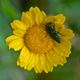 Image for article titled 75 Close-Ups Of Bugs